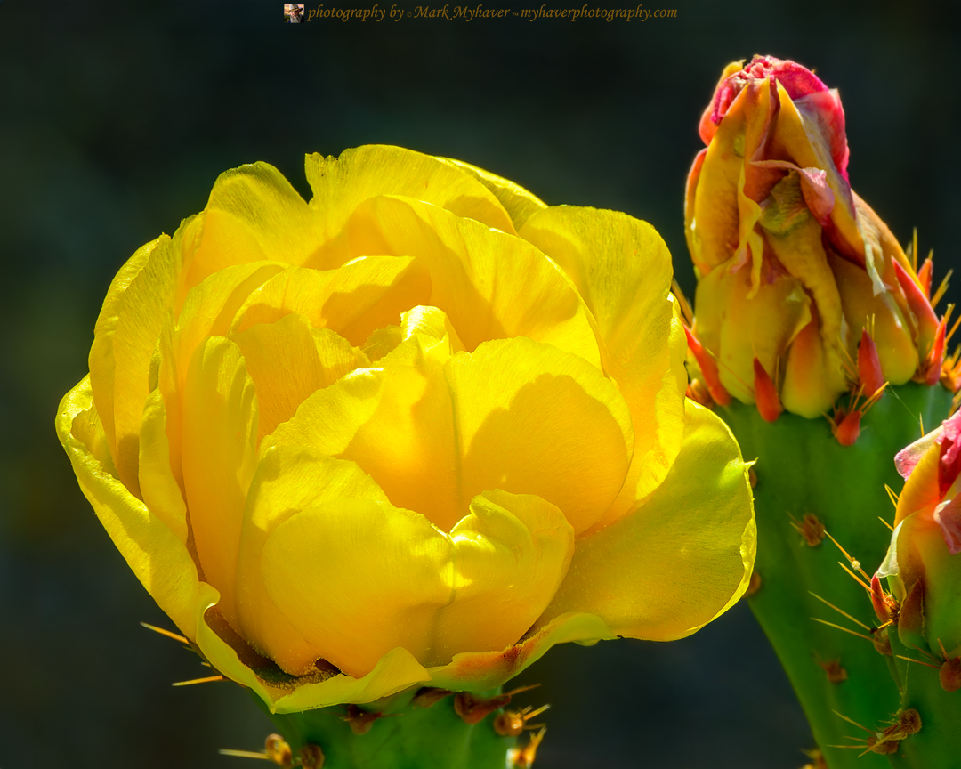 Prickly Pear Flower 25462
Photography by Mark Myhaver 
myhaverphotography.pixels.com/featured/prick… 
#cactusflower #nature #myhaverphotography #southwest