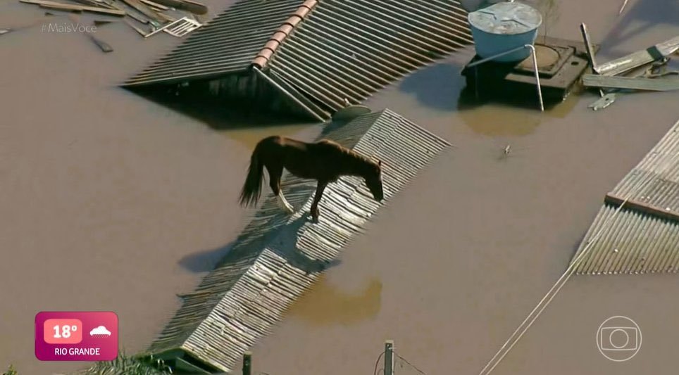 nacaomarvell's tweet photo. 🚨RS! Internautas sobem a tag #SalvemOCavaloDeCanoas para que as autoridades se prontifiquem a salvar o cavalo que está no telhado de uma casa ilhado sem comer e beber. https://t.co/LZyiwA6nIj