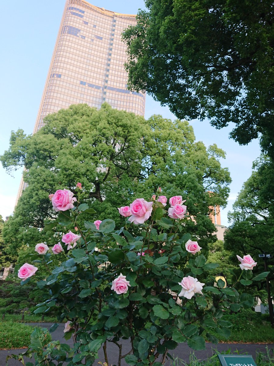 フレグラントヒル 'Fragrant Hill' (Hybrid tea,Teranishi,2007)

#KikuoTeranishi #ItamiRoseGarden
#beautifulplantsinTokyo #rose #EarlySummer #HibiyaPark