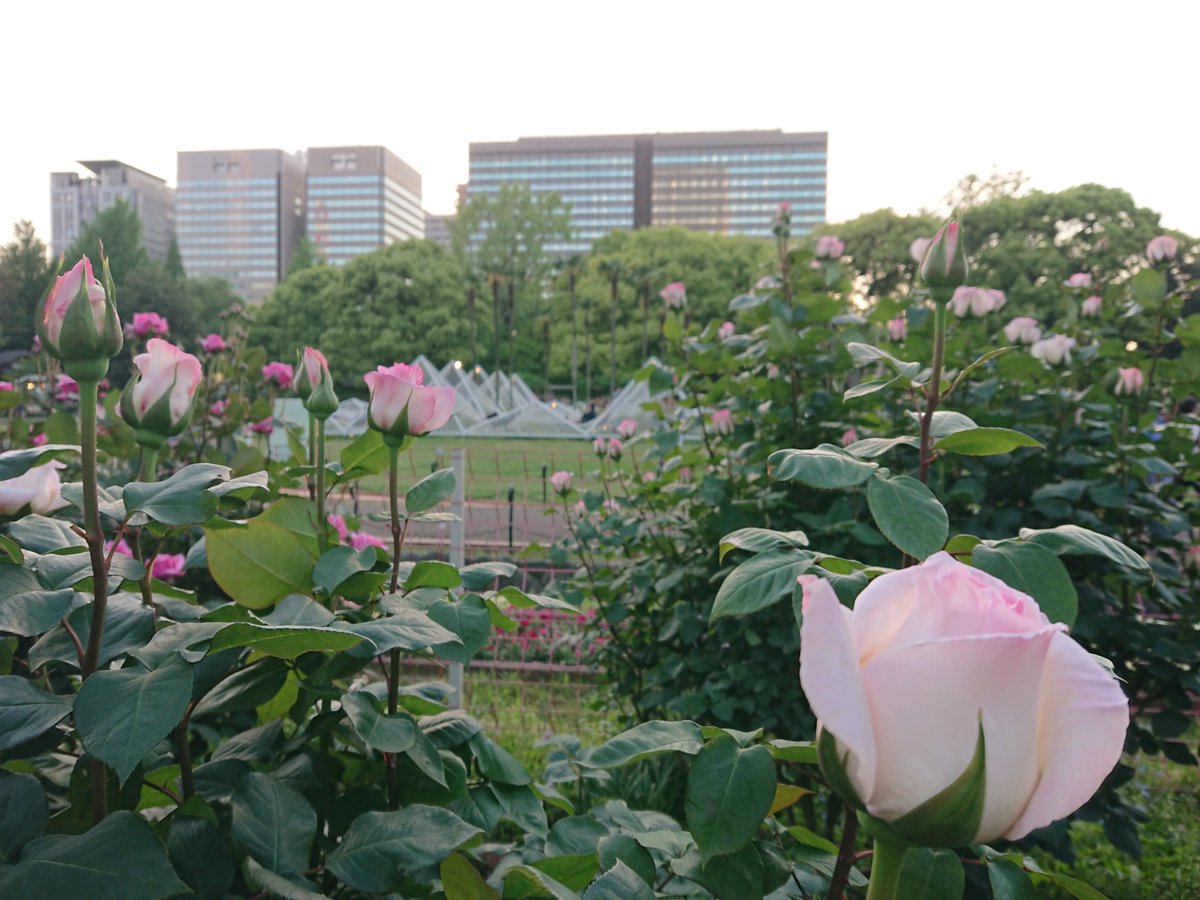 1st week of May #HibiyaPark 芳純 'HohJun' (HT,Suzuki,1981) Mr.Rose 'Rosa'KEIHAPIKOTTO'' (HT,Takeuchi,2013) It was created to commemorate the 100th anniversary of the birth of #SeizoSuzuki. #ShunsukeTakeuchi #KeiseiRoseNurseries #HybridTea #beautifulplantsinTokyo #rose