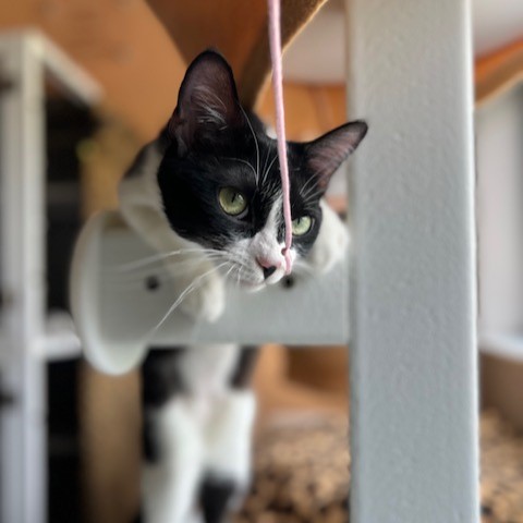 How do we know it was a good adoption week? 😉Colony four was a full house on Monday, and it cleared out by Sunday! 10 #TreeHouseCats were adopted last week, and we can't wait to hear how they get on in their new homes! 😍
