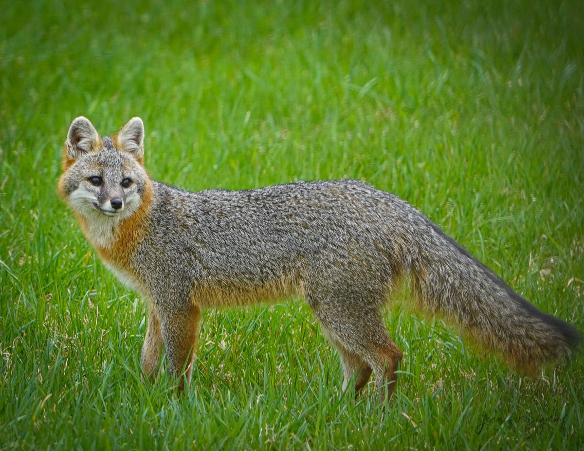 'Grey Fox, Black Lake.' NCPR Photo of the Day 📸 : Jenn Sigmon, Black Lake, NY