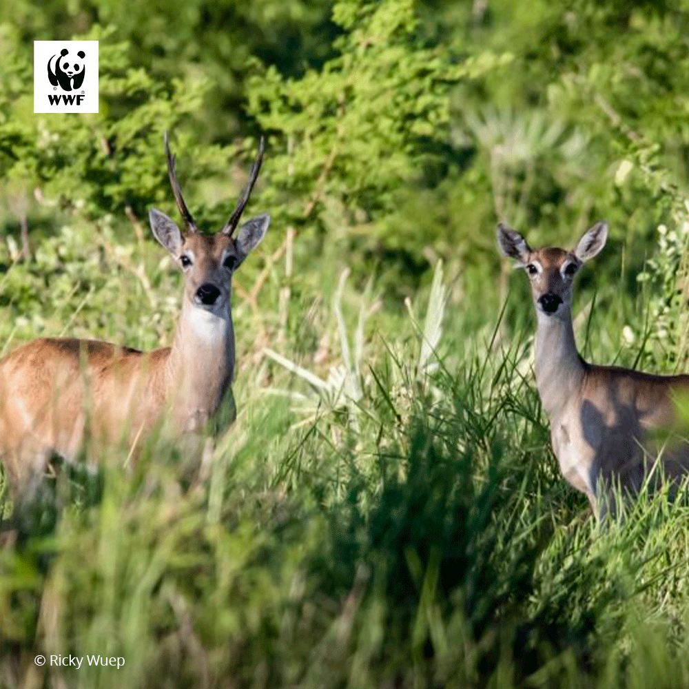 WWF-Paraguay tweet media