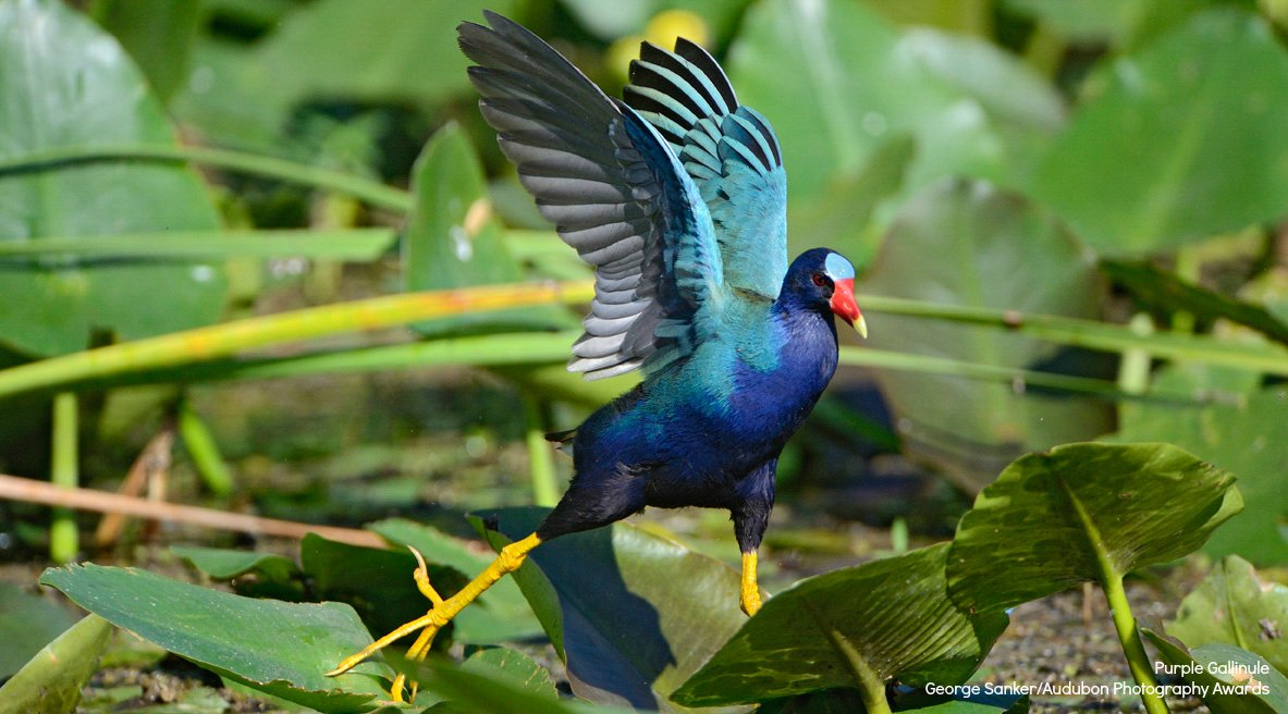 A bright pop of color in the marshes of the Gulf Coast, the Purple Gallinule walks effortlessly over lily pads and wet mud using its long toes to distribute its weight. bit.ly/4b99yB4