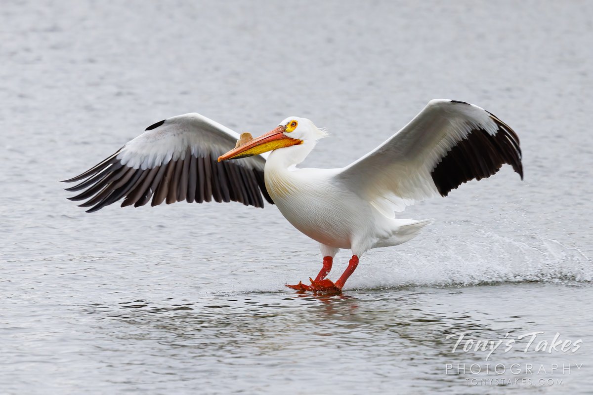 Waterskiing American white pelican. Who knew they could do this? This one has almost as good of form as I did back in the day! 😉 #birding #pelican #americanwhitepelican #Colorado #wildlife #wildlifephotography #GetOutside #waterskiing