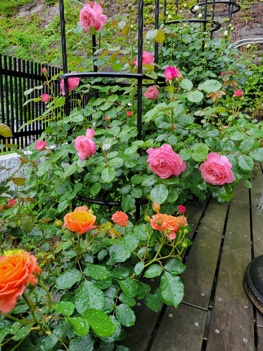 雨がやっと上がった🥰
バラがびしょびしょ😖
どんどん咲いてくれて
嬉しい😃💕綺麗～🥰

肥料あげすぎか巨大化
狭い庭に植えすぎかな😁
梅雨まえには隙間開けて
あげないとね🍀