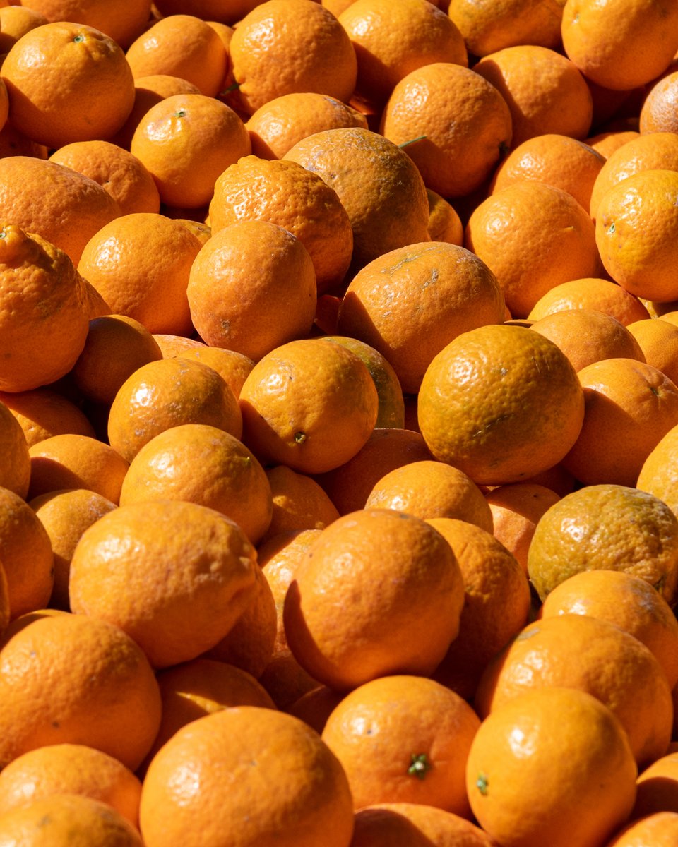 When it's May and you're still harvesting Ojai Pixie tangerines. 🤗⁠
Tag a friend who loves tangerines! 🍊