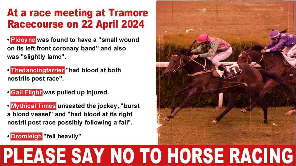 At a race meeting at #Tramore Racecourse on 22 April 2024, a horse was found to have a wound and was 'slightly lame', horses had blood at their nostrils, a horse was injured and a horse 'fell heavily'. Say NO to horse racing. ❌🏇❌