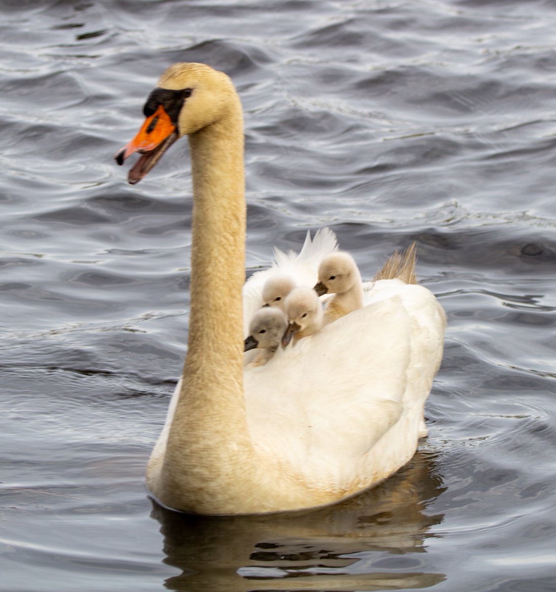 All aboard!  

Week old cygnets go for a ride on mom.  The other 4 still in the water. I’m an amateur photographer and would love this to go viral. Please share. 
@MassAudubon @audubonsociety @7News @WCVB @AMAZlNGNATURE @NatGeoPhotos @natgeowild @OutdoorPhotoMag @kellyclarkson