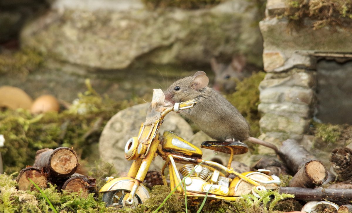 The secret life of mice