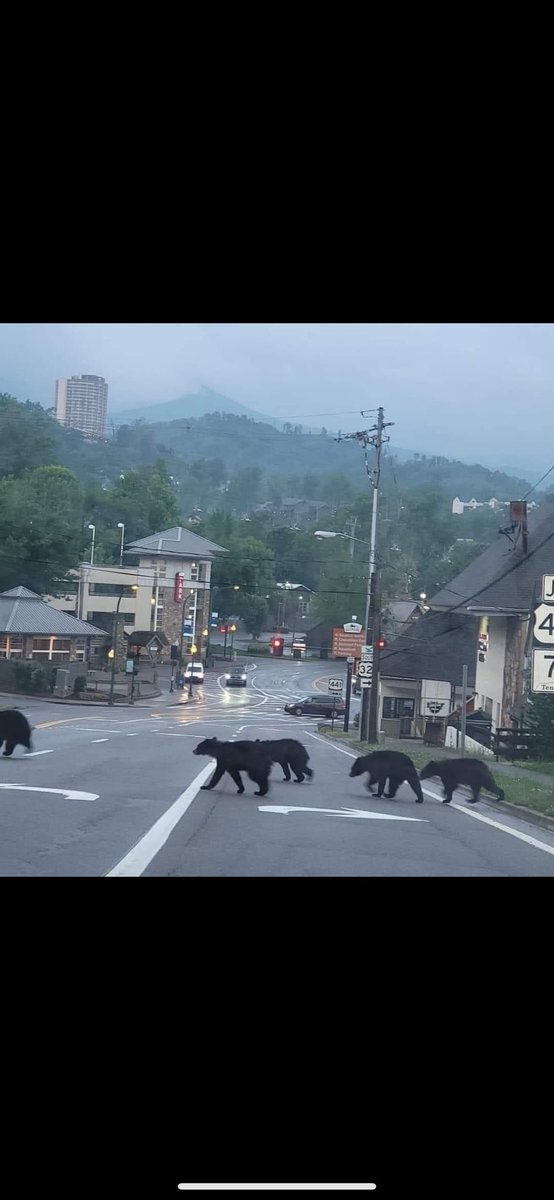 Even the bears are running for cover in Tennessee. Stay safe Gatlinburg.