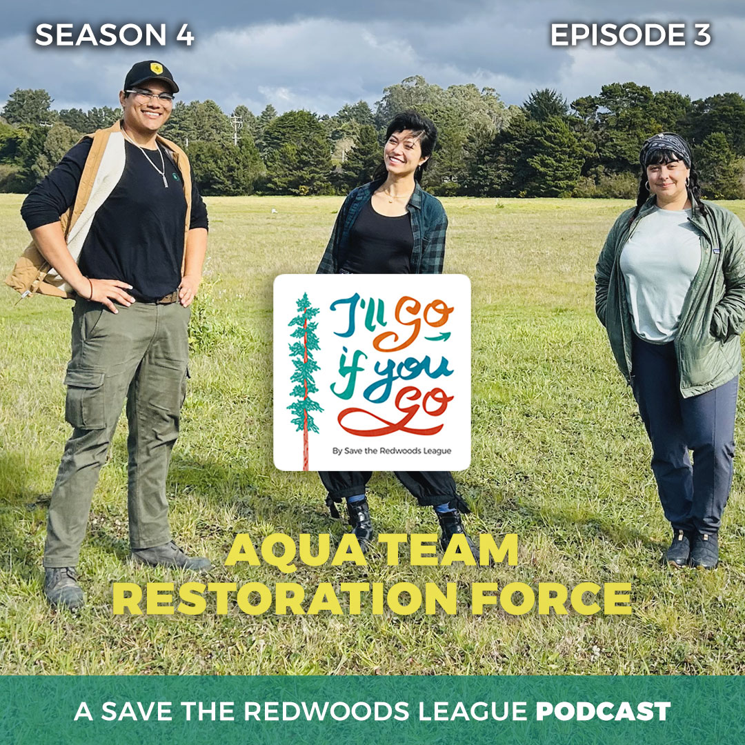 Just released! The latest episode from season 4 of our I'll Go If You Go #podcast takes a deep dive on #aquatic #restoration in the #redwoods. Listen here or wherever you get your pods! Follow @IllGoIfYouGoPod socials and subscribe. savetheredwoods.org/.../season04/e…