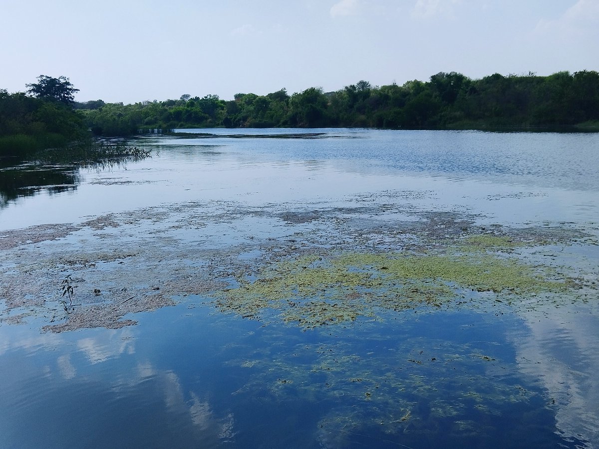 Developing algal bloom in a stretch of an intermittent river @ITMERG1