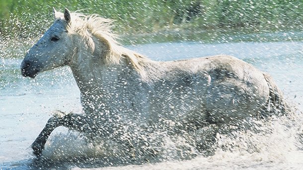 Today is Animal Disaster Preparedness Day! The UTM College of Agriculture and Applied Sciences has a trained Disaster Animal Response Team (DART) to help rescue and temporarily house livestock & other animals following natural disasters like tornadoes and floods. #DART