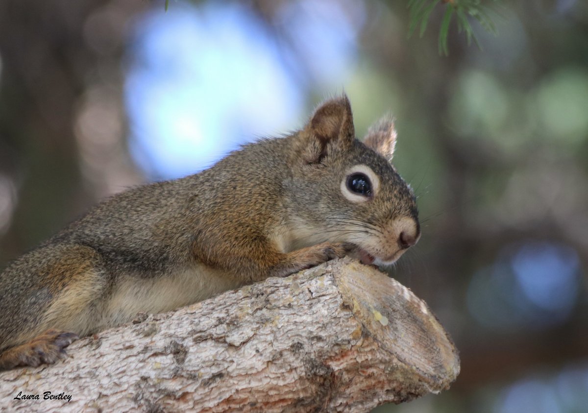 My very favourite time of year,spring,when all the critters big & small have 1 thing on their minds. Leaving their legacy☺️Red squirrel dads not known for helping raise offspring,this guy has been hiding seeds. Desperately wants to meet kids or create 2nd brood.Kitten watch2024