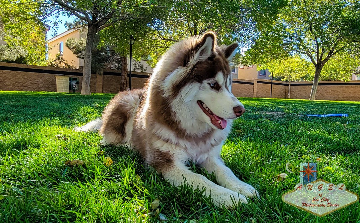 The majestic Malamute laying in the grass.