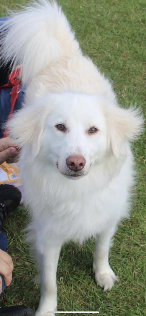 #WeNeedYouWednesday 
Meet Soldier! Some of you may remember this beautiful face from one of last year’s small groups that went to their fur-ever 🏠 in the 🇺🇸 thanks to the support of caring and kind donors such as you!
Soldier is thriving in a home of his own with his special