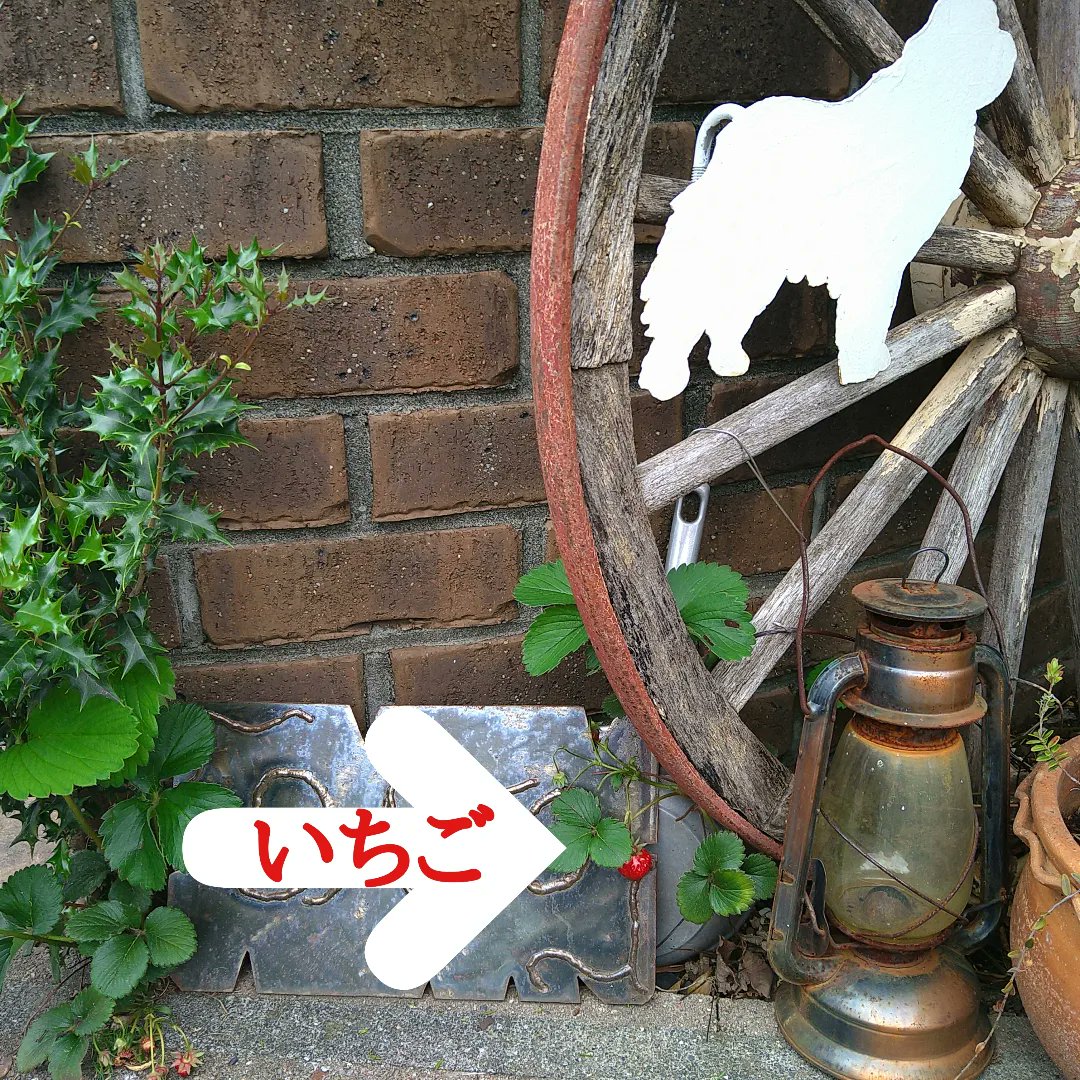 tomato_unimaru's tweet photo. お庭のイチゴ🍓いただきました🐶　お口に咥えて【待て】出来るバジルです✨ https://t.co/SoUNPP24JQ