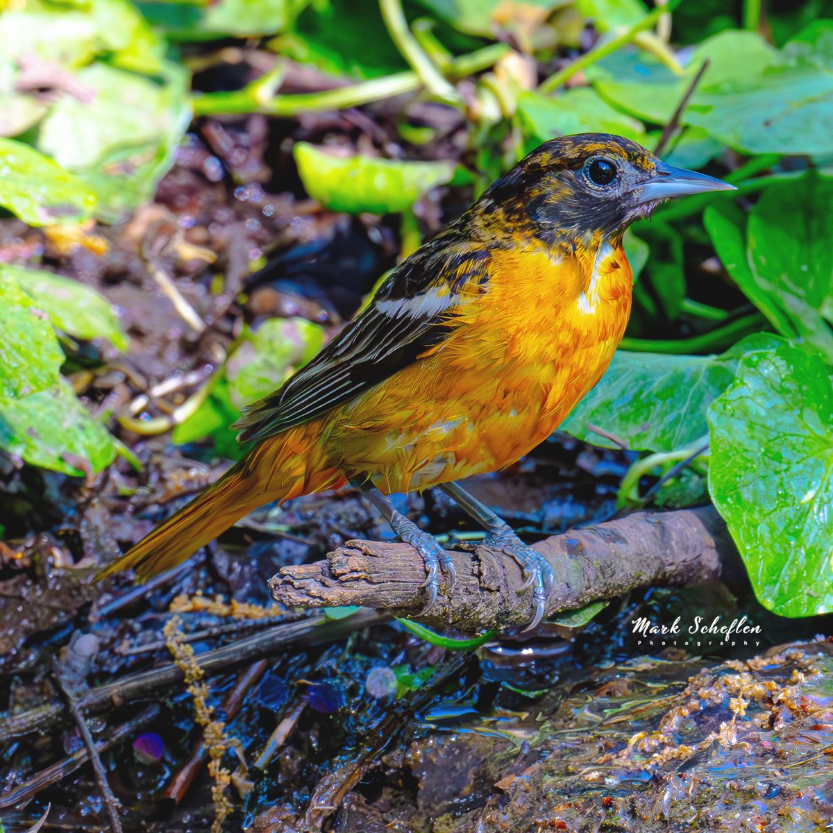Baltimore Oriole, Central Park, N.Y.C  #birdcpp #TwitterNatureCommunity #birdsofinstagram #britishnatureguide #naturephotography #birdphotography #twitterphotography #wildbirdphotography #nikonphotography #NatureBeauty #nycaudubon 5.08.24