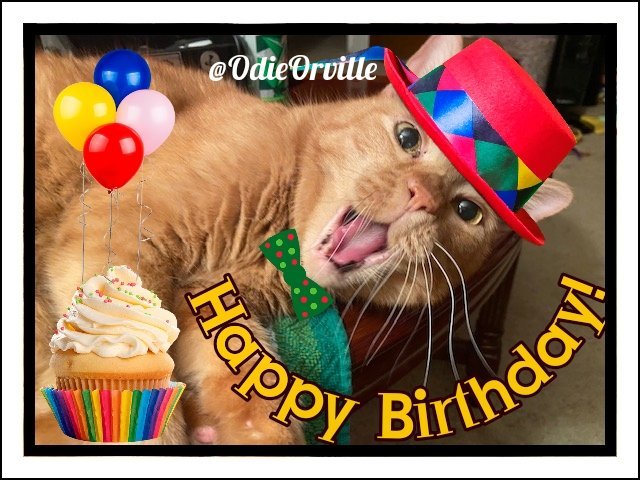 A huge HAPPY BIRTHDAY to my bestie Pumpkin's mom @cathiebun today! 🎂🎉🎈🎁 I hope you're celebrating big and chowing down on donuts. 😹🍩 Love you!!! ❤