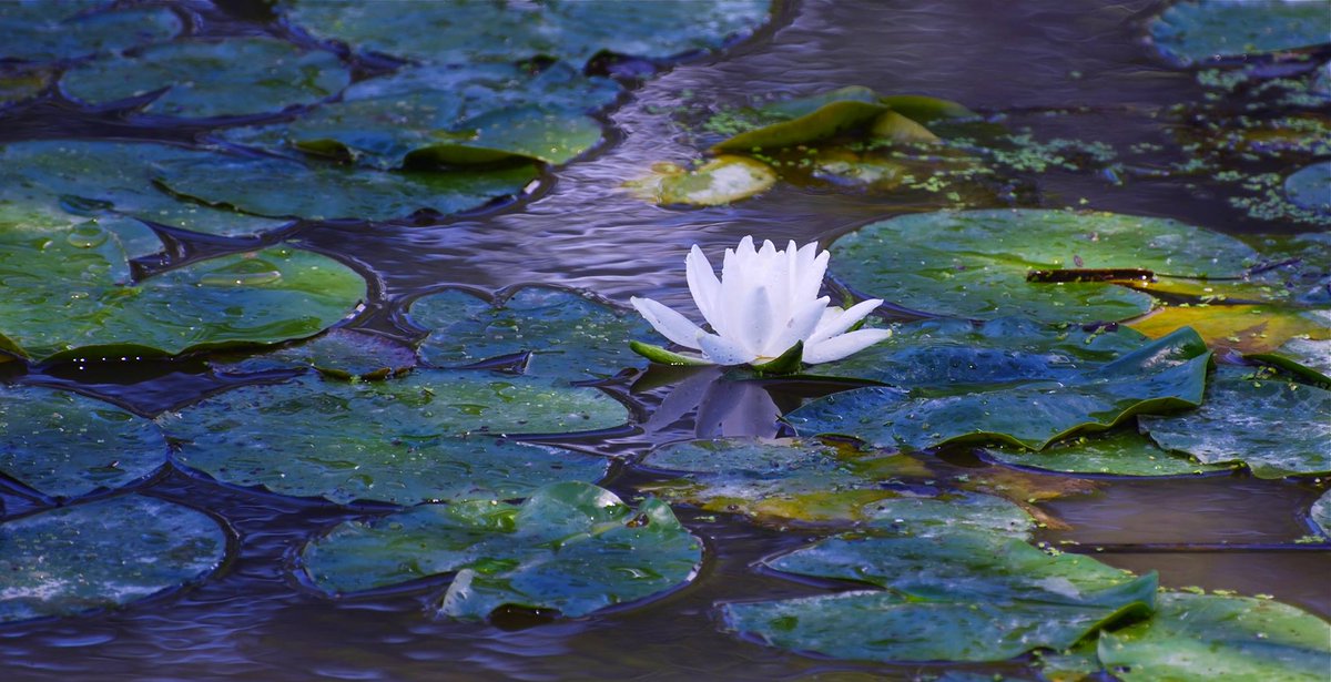 #waterlilies #waterlily #flowerphotography #flower #monet #nikonphotography #photooftheday #photography #photographer #tbt❤️ #flowerpower #easternontario #FlowersOfTwitter #Flowers