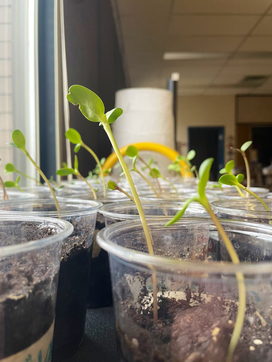 One of the things a plant needs is light and there’s nothing better to prove that than these photos. I turned all the plants to face away from the window before I left and this morning we could see that they’ve adapted to the change 👀