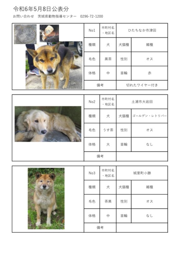 茨城県動物指導センターで保護している、迷子の犬猫の公表情報です。🐕🐈
お心当たりの飼い主様は動物指導センターにお電話ください‼️
動物指導センター
☎︎0296-72-1200(受付時間：平日8:30〜17:15)

5月8日(水)公表情報