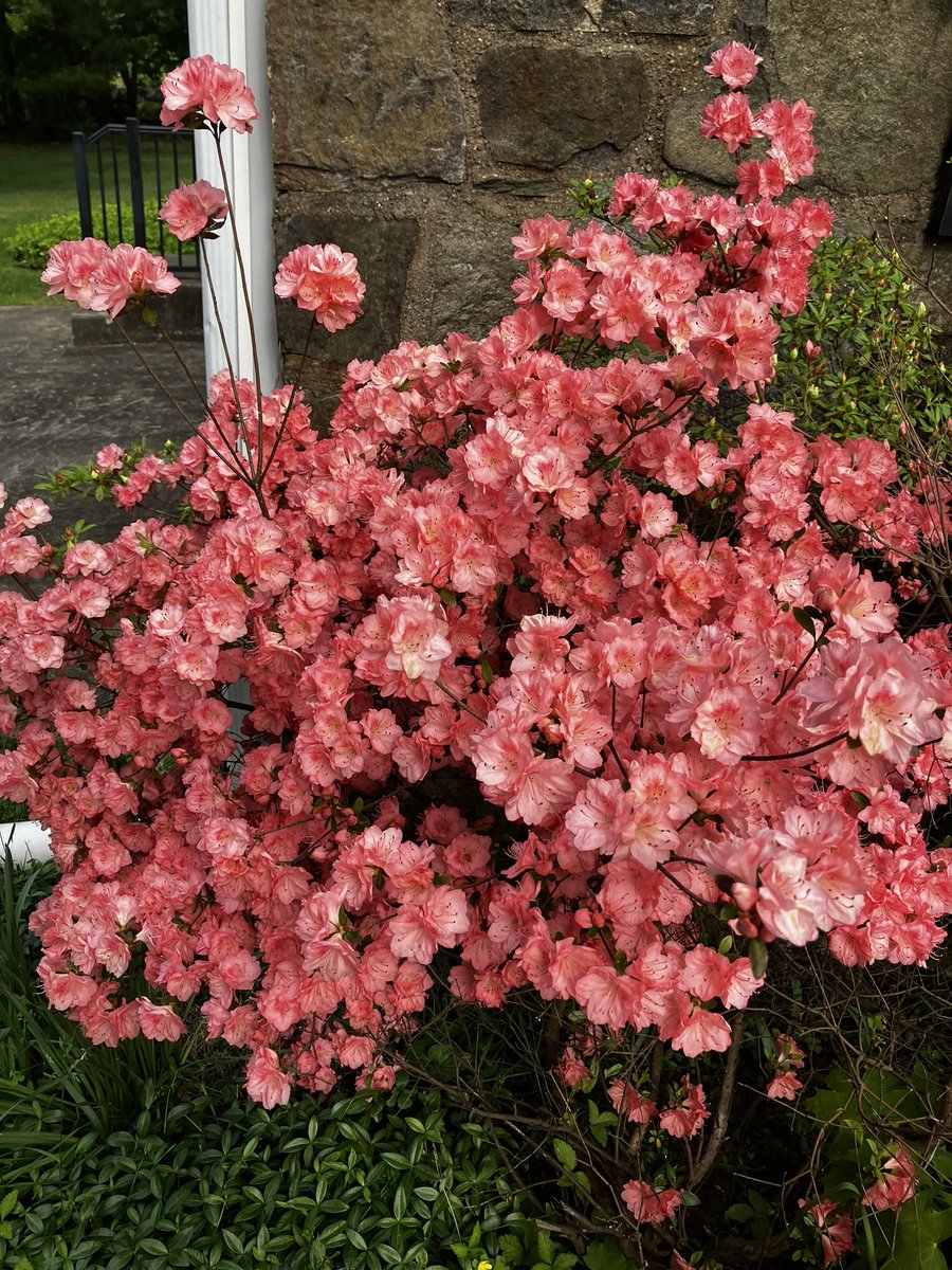 Pink azaleas are out.