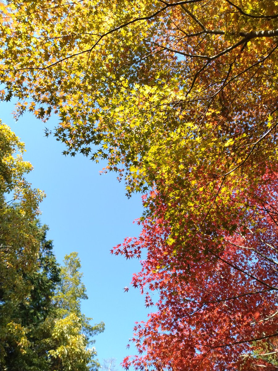 elta1024's tweet photo. 駅から山道を登って瓦屋禅寺へ。紅葉も青空もきれいでした。千手の印象的な観音様。お堂では講談が始まりました。特別開帳ですものね。 https://t.co/SfAGSkilPH