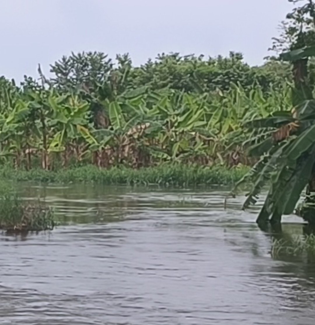 Montados en la tarea con los productores de la zona de la costa de falcón, (Mncp. Silva) por el desbordamiento del rio yaracuy, y la afectación de más 2000 hectáreas de plátano. @NicolasMaduro @Tupa_Esteban @WBenavides_MRT @BloqCentroOccid @tupa_tv