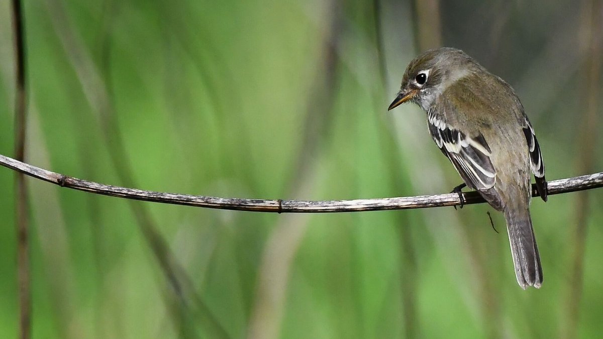 Least Flycatcher seen at Marine Park in Brooklyn today.