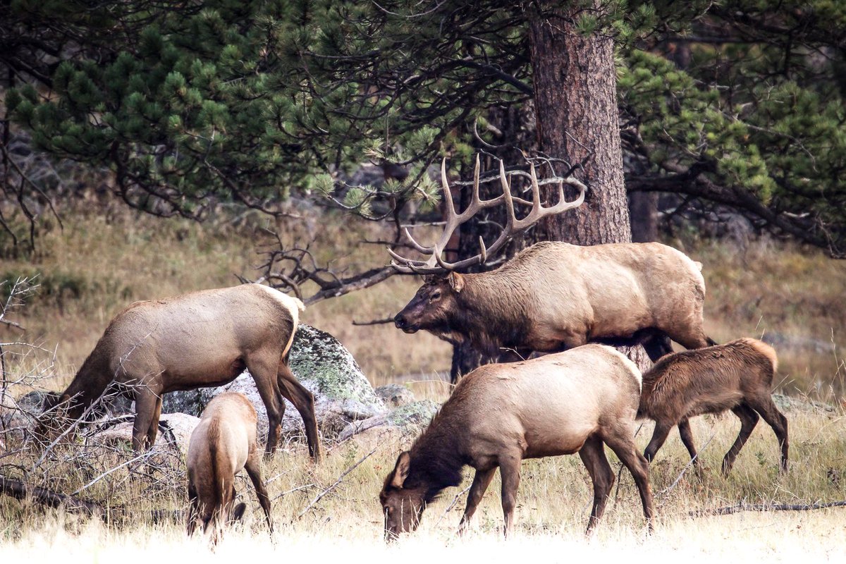 What do you think — decent bull?!

#repyourwild #hunting #elkhunting #elk