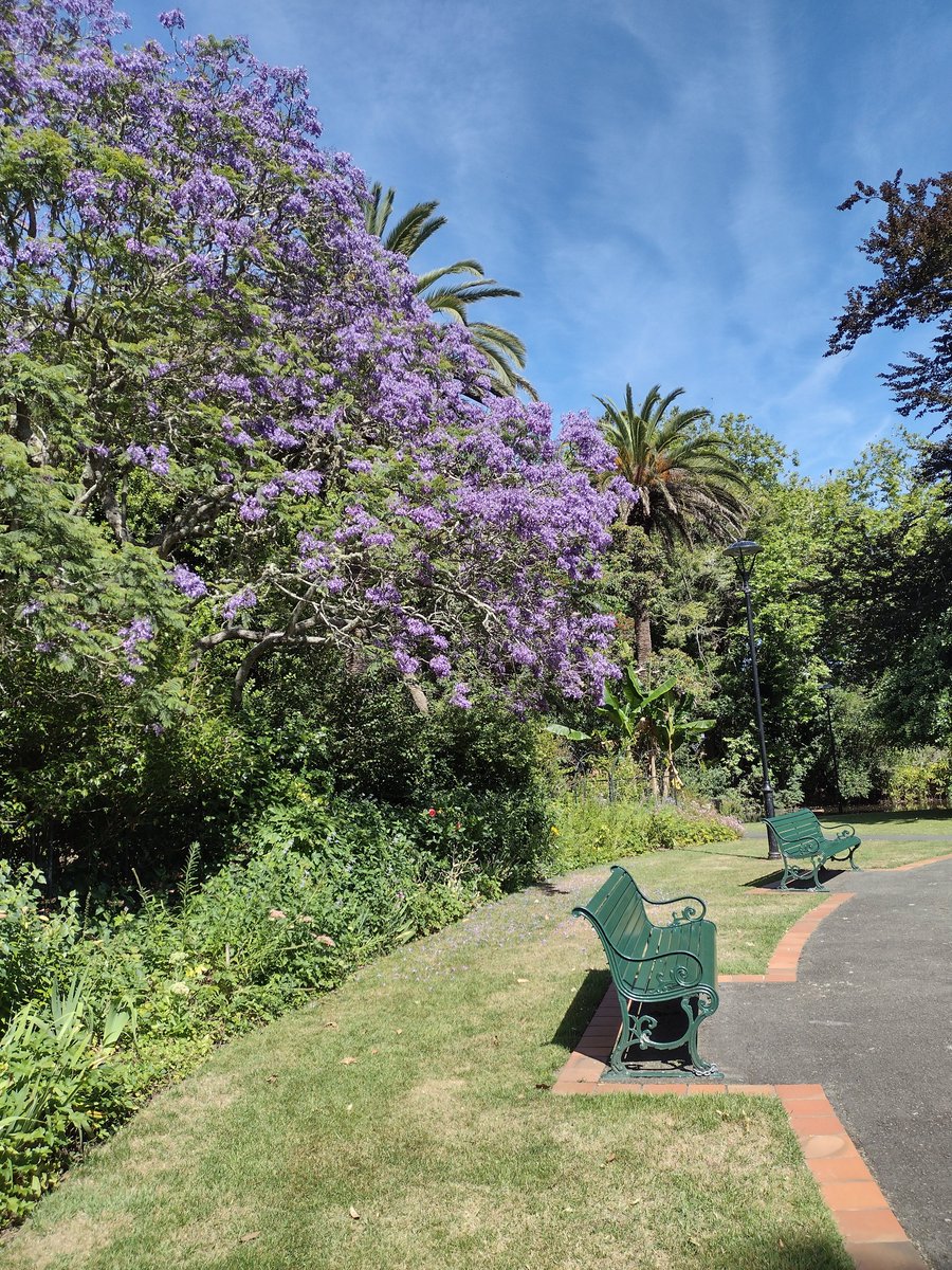 Q7 Connection: Let's chat about connecting to nature when you're stuck in the city. Aw. 'Forest Bathing,' bathing in the forest atmosphere, is a therapeutic practice in Japan (even in city parks). Do you have any favorite spots/ways to 'bathe' yourself in nature? #ParkChat