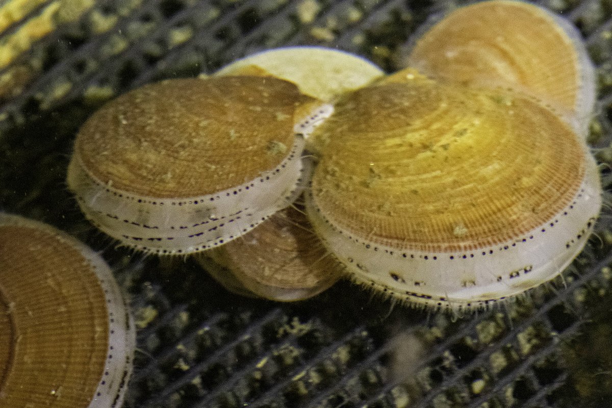 We worked w/ @cfrf_ri & @UConnMarineSci to host collaborative workshops for Atlantic sea scallop fishermen, stakeholders, managers to share our #OceanAcidification research results, develop a plan for a resilient fishery: bit.ly/3JSLIxB. #OAInMay @OA_NOAA @MMAAdmissions