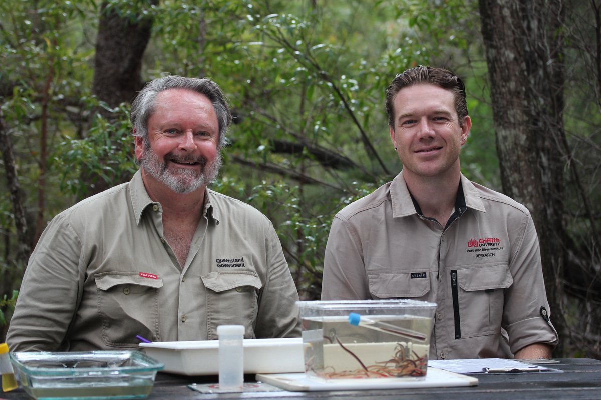 Toothy news! Scientists from @GriffithARI and @qldscience have confirmed the identity of an endangered lamprey 1400 km north of its known range. 🐟🗺️ The work—part-funded by @NESPLandscapes—adds to the literature on lamprey paired species. scimex.org/newsfeed/scien… @Griffith_Uni