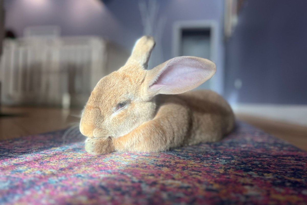 Rabbit-petting sessions at Lakeview’s Cuddle Bunny make it a popular date night spot. 🐰 buff.ly/4adCAy8