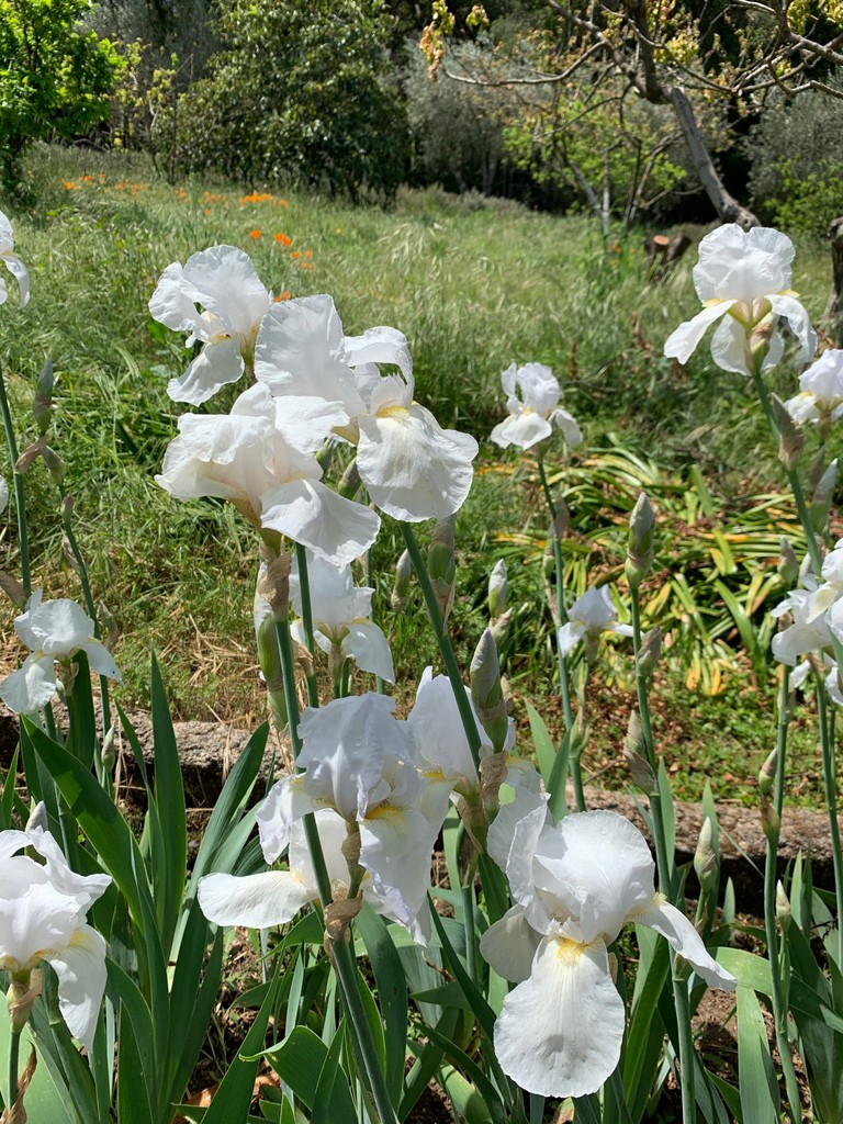 Filoli contains a variety of beautiful irises around the Garden, but the particular showstoppers are along the Iris Border next to the Rose Garden. One of the original historic varieties at Filoli is the ‘Purissima’ iris planted by Mrs. Roth. Happy Iris Day! 🤍