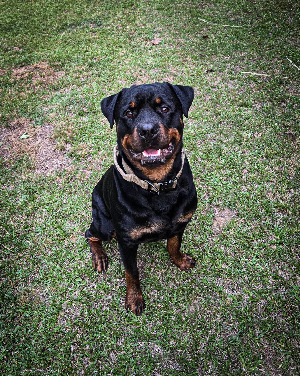 6lasphemous's tweet photo. Just a happy boy 🐾 #Kane #Rotty #Rottweiler https://t.co/HOsGWcZr6e