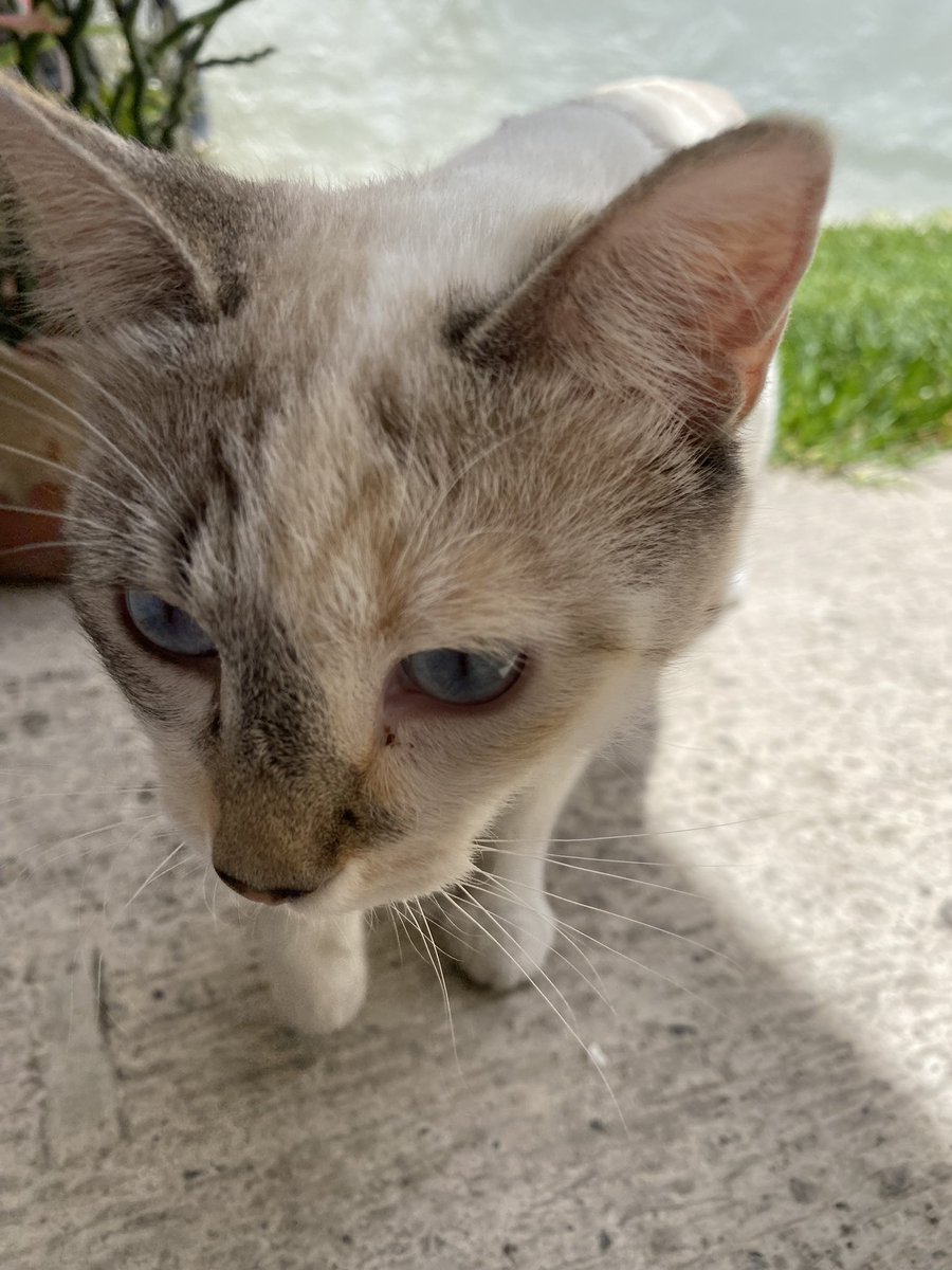 Rt 🙏🏼 Gato encontrado se busca a su familia 📍 Guadalajara- AMG “Este gato amaneció ayer en mi jardín por Av. Chapalita. Me parece que está perdido, es amigable y tranquilo. En caso de que su dueño lo identifique se pueden comunicar a mi número por WhatsApp : 33 3452 9216.”