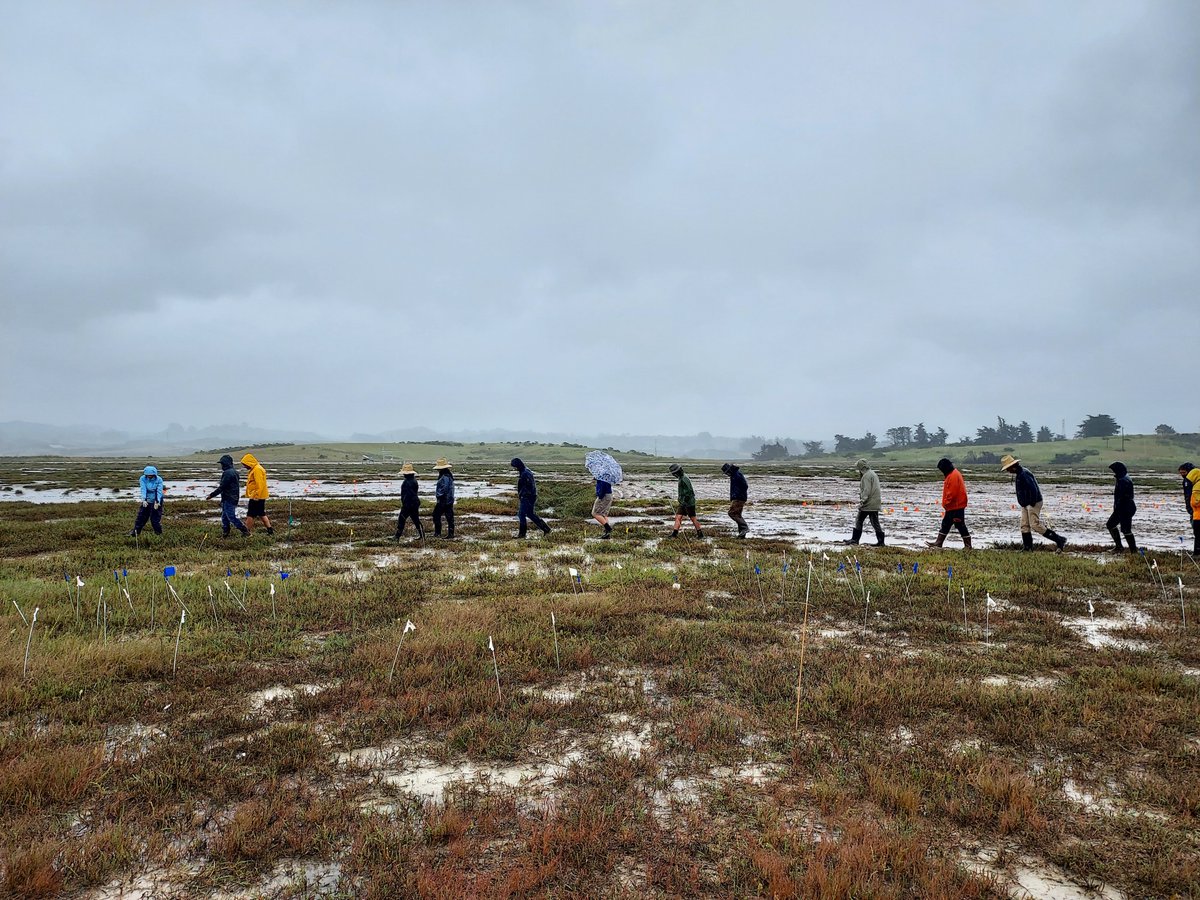 Dr. Kirsten Wasson and Dr. Rikke Jeppesen, thank you for leading a field trip to Elkhorn Slough that wrapped up CAERS 2024. Here are a few photos of the brave who dared the rain and cold with a smile.