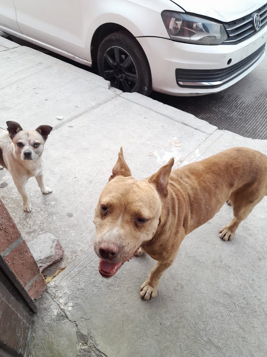 Otra vez en #Ecatepec 😓 ellos son #Nacho (Chihuahua) #Pepe (pitbull) viven en situación de calle. La persona que nos los reporta les alimenta y cuida dentro de sus posibilidades, los vecinos ya la amenazaron para que se los lleve o los envenenar4n como lo han hecho con otros 🐕