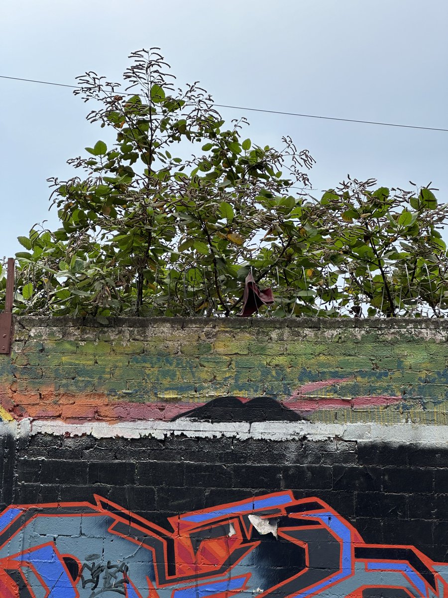 El chichicastle siempre resistiendo en los predios baldíos. Plantas que sirven de refugio a la fauna nativa, dirán que no son atractivos pero eso depende de los ojos con los que se miren. Ojalá se integraran más estas plantas a las reforestaciones urbanas, resistirían todo.