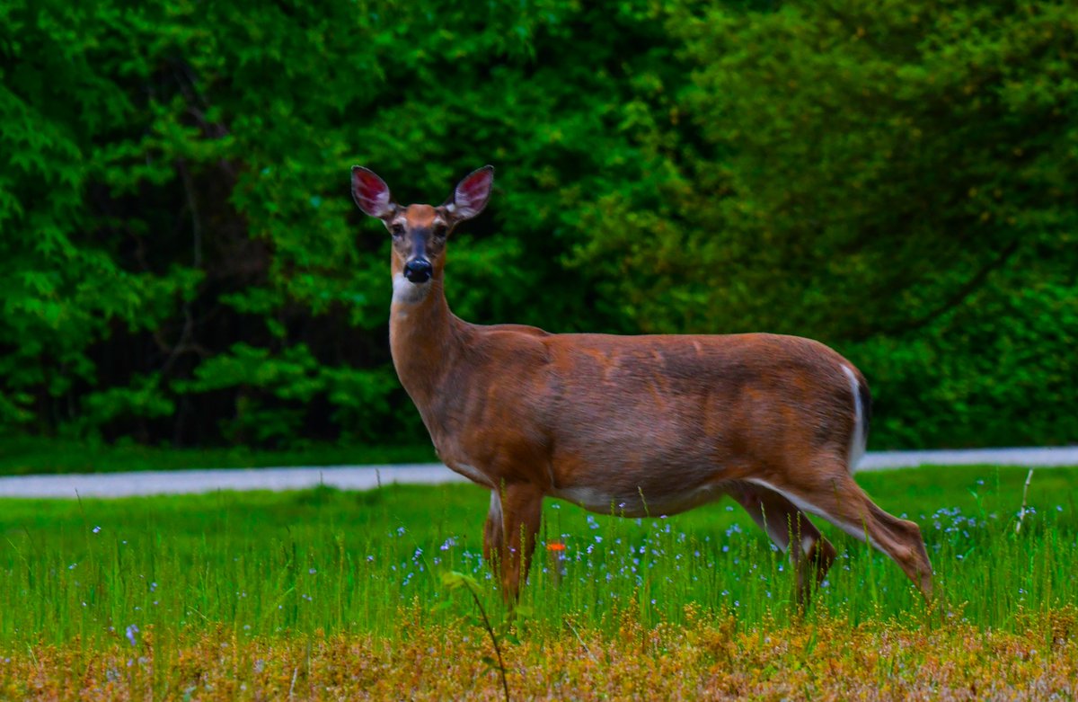 Walking in the Meadow #AnneArundel #Maryland