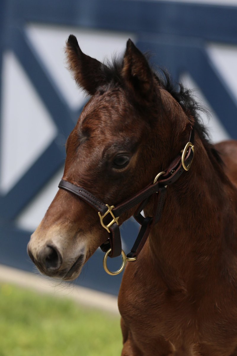 resracingky's tweet image. #Baby spam for our last #foal of the season!🥰🎉

Out of the #mare DRAMATICALLY (War Front), &amp;amp; by WOOTTON BASSETT, we are thrilled with the arrival of this pretty colt!!