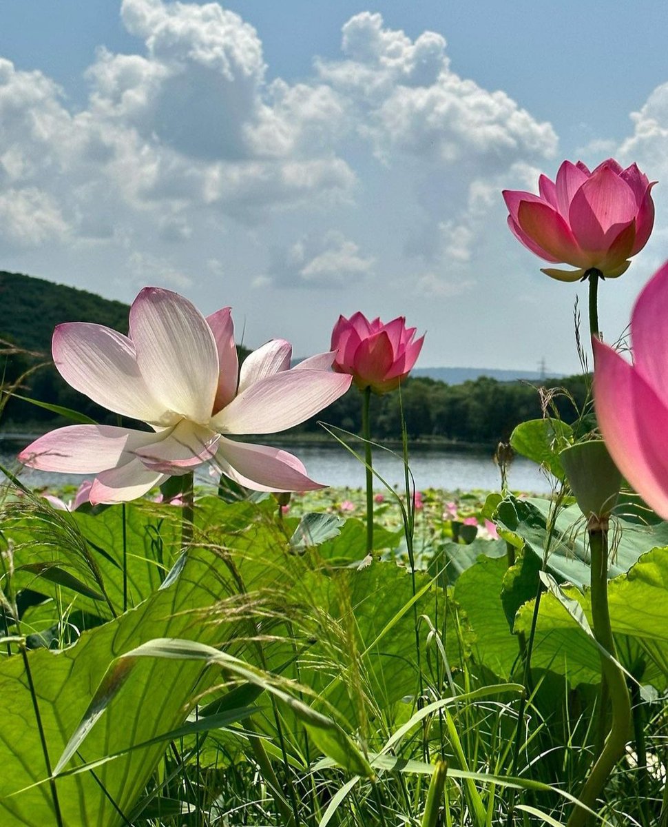 #water #flowers #lotuses #swamp #lilies #summertime #beautiful