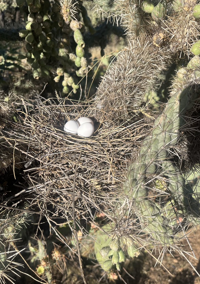 Mama dove was off of her nest today when I was out for my morning walk. She’s definitely built it up over the last couple weeks #DesertLife