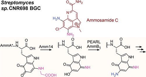 Unexpected Transformations during Pyrroloiminoquinone Biosynthesis

@J_A_C_S #Chemistry #Chemed #Science #TechnologyNews #news #technology #AcademicTwitter #ResearchPapers

pubs.acs.org/doi/10.1021/ja…