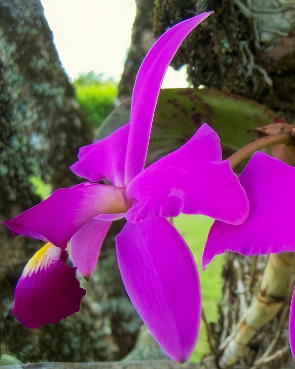 Every so often I get a bit nostalgic for my home in the Llanos of Colombia and the orchids I used to grow there. This Cattleya violacea (Kunth) Lindl. is from Lomalinda, Departamento de Meta; where I was born and grew up. To me, this species is the epitome of everything that is