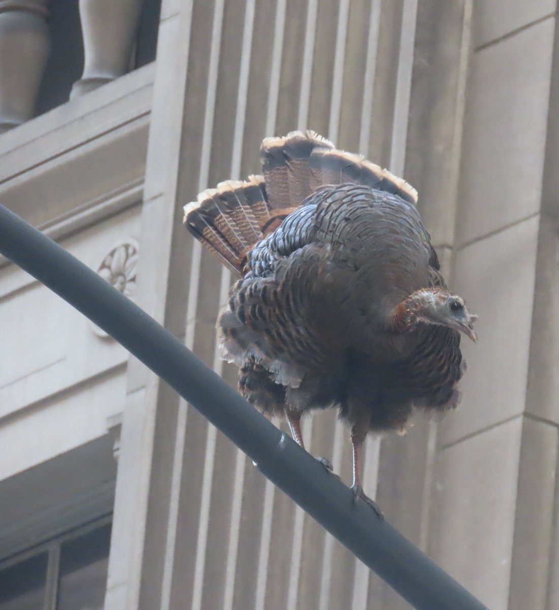The wild turkey seems to like the area around Saks Fifth Avenue. @BirdCentralPark #birdcpp