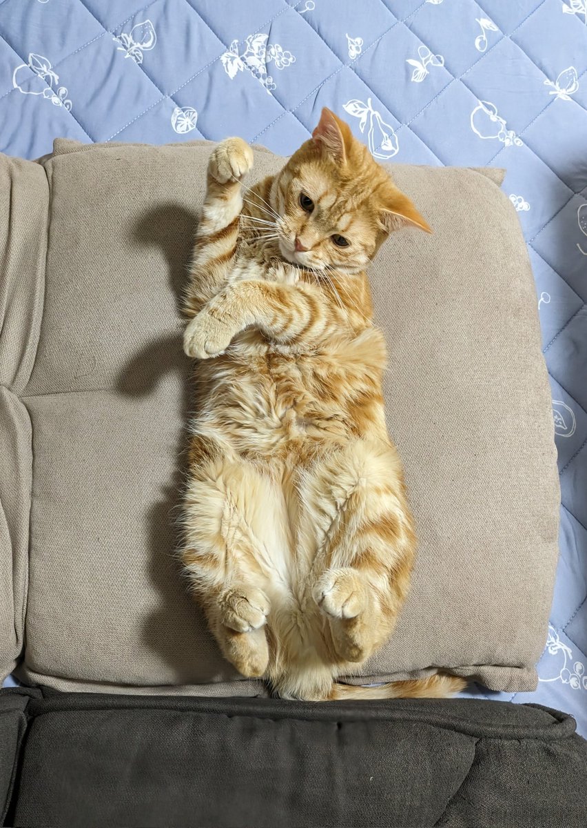 招き猫😽　もみじ🍁です(=^・^=)　#猫のいる暮らし　#猫のいる暮らし　#招き猫　#猫好き　　　皆様に幸せが訪れますように😻✌️　寒暖差に気をつけて過ごしてください😊👌🍀
